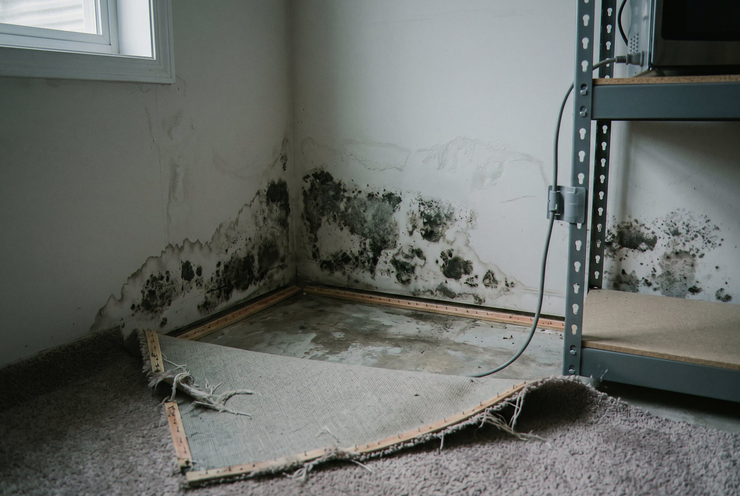 Black mold visible on wood studs